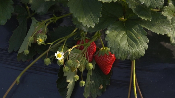 江蘇海安：大棚草莓喜豐收 映紅“莓”好致富路